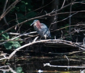 2016 06 11 WildLife MPLS 171